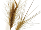 Close-up of two wheat stalks on a white background