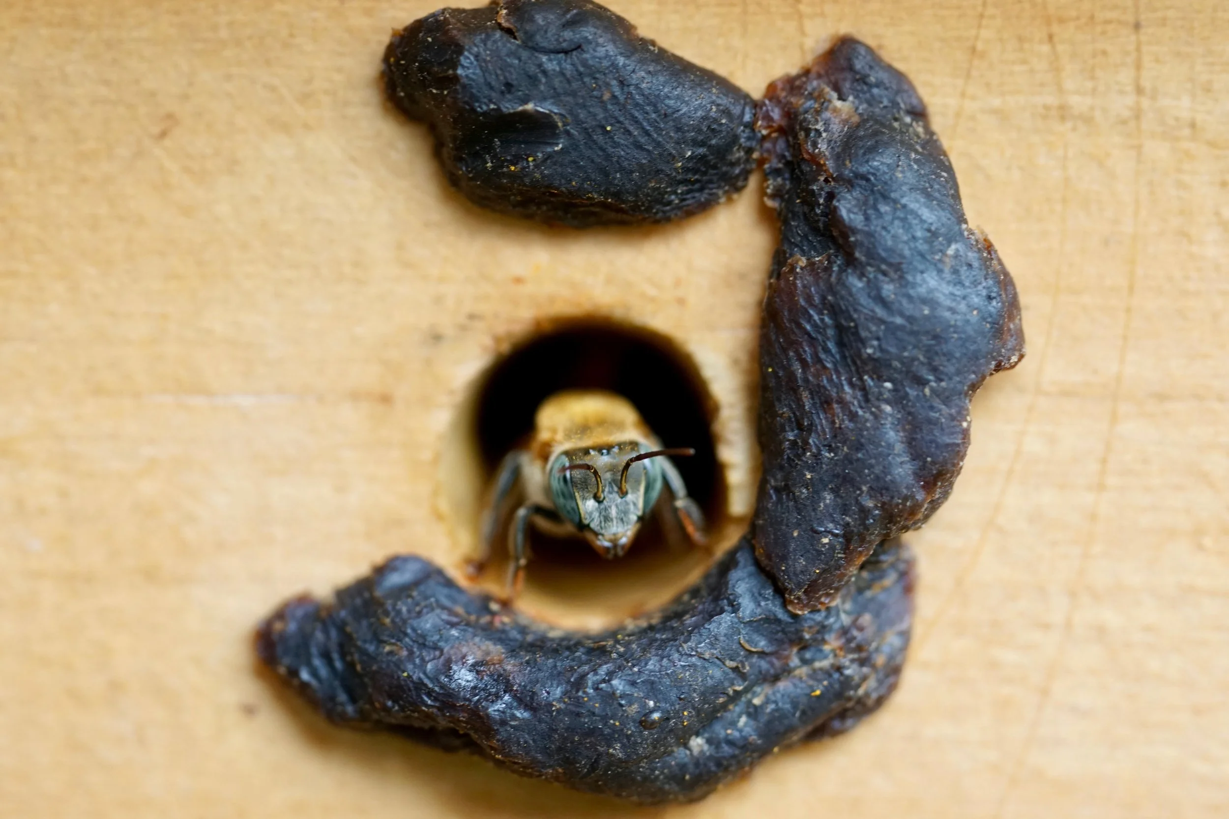 Close-up of a wasp sitting on a dark rock on a wooden surface.