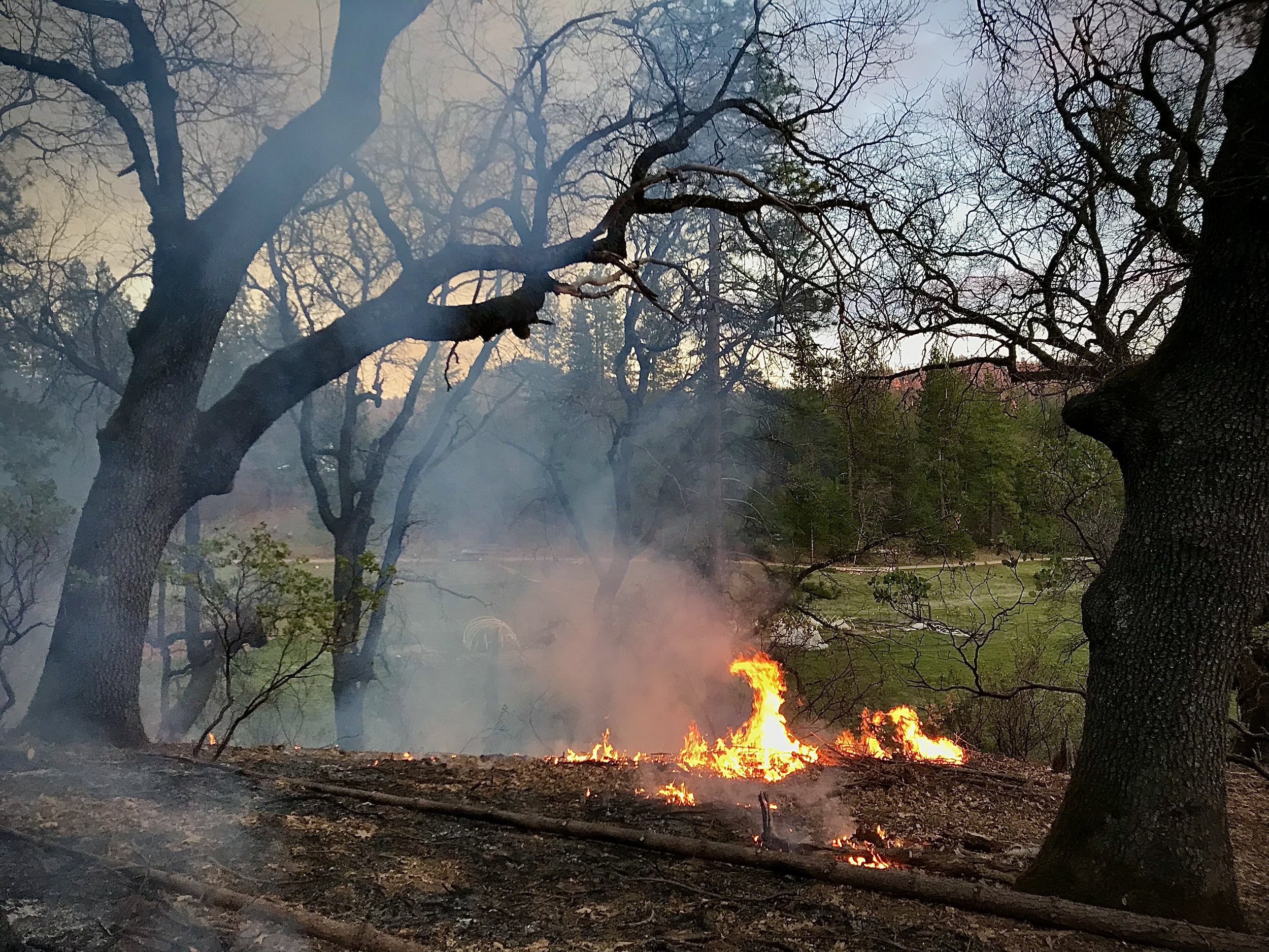 Tree branches and trunks with fire on the ground and smoke in the air during a wildfire in a park or forest area.