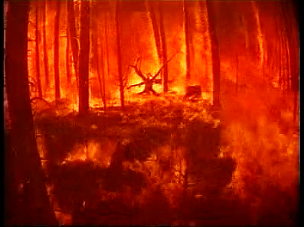Forest fire with flames engulfing trees and a firefighter in the distance.