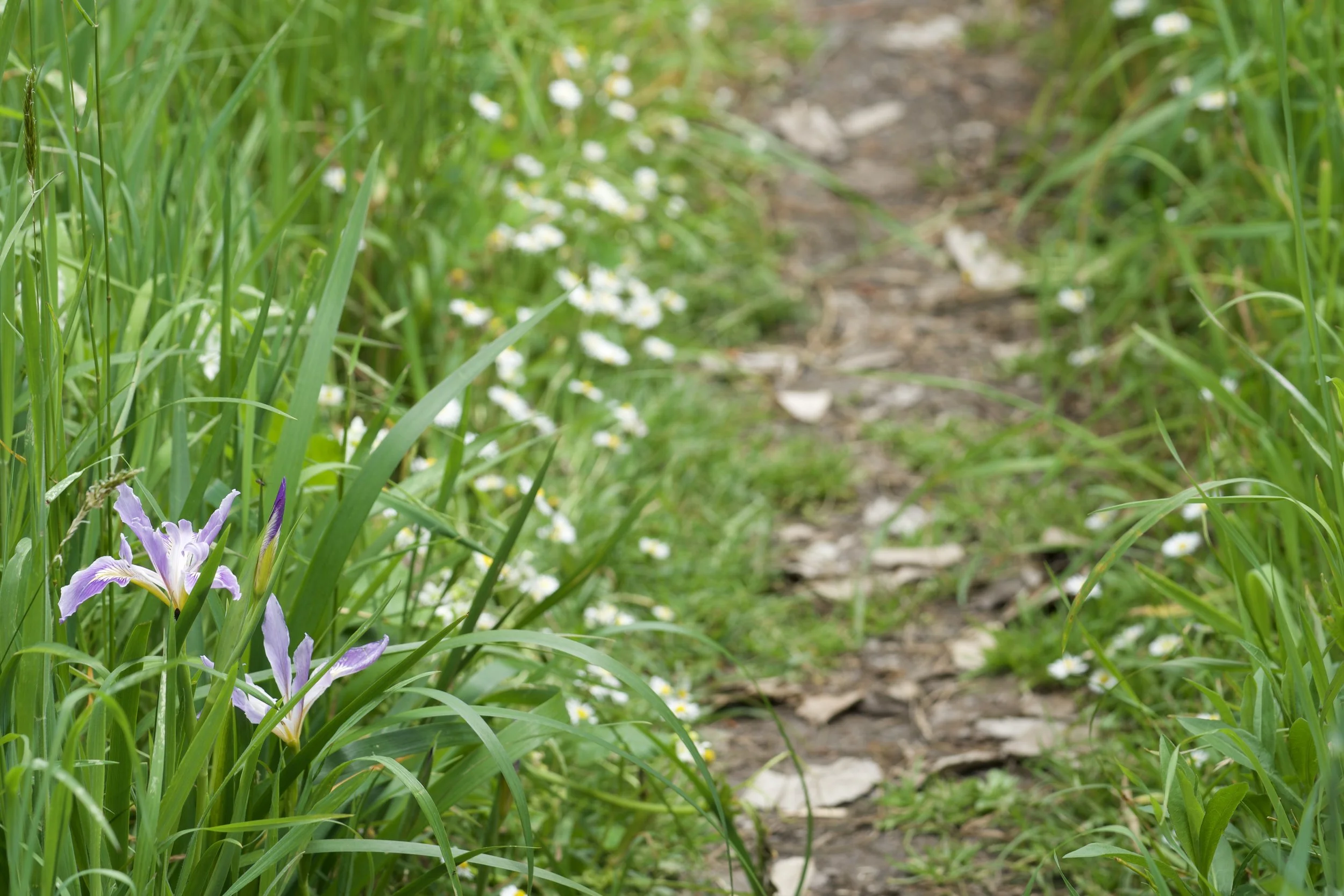 A dirt path through green grass with small white flowers and purple flowers along the border.