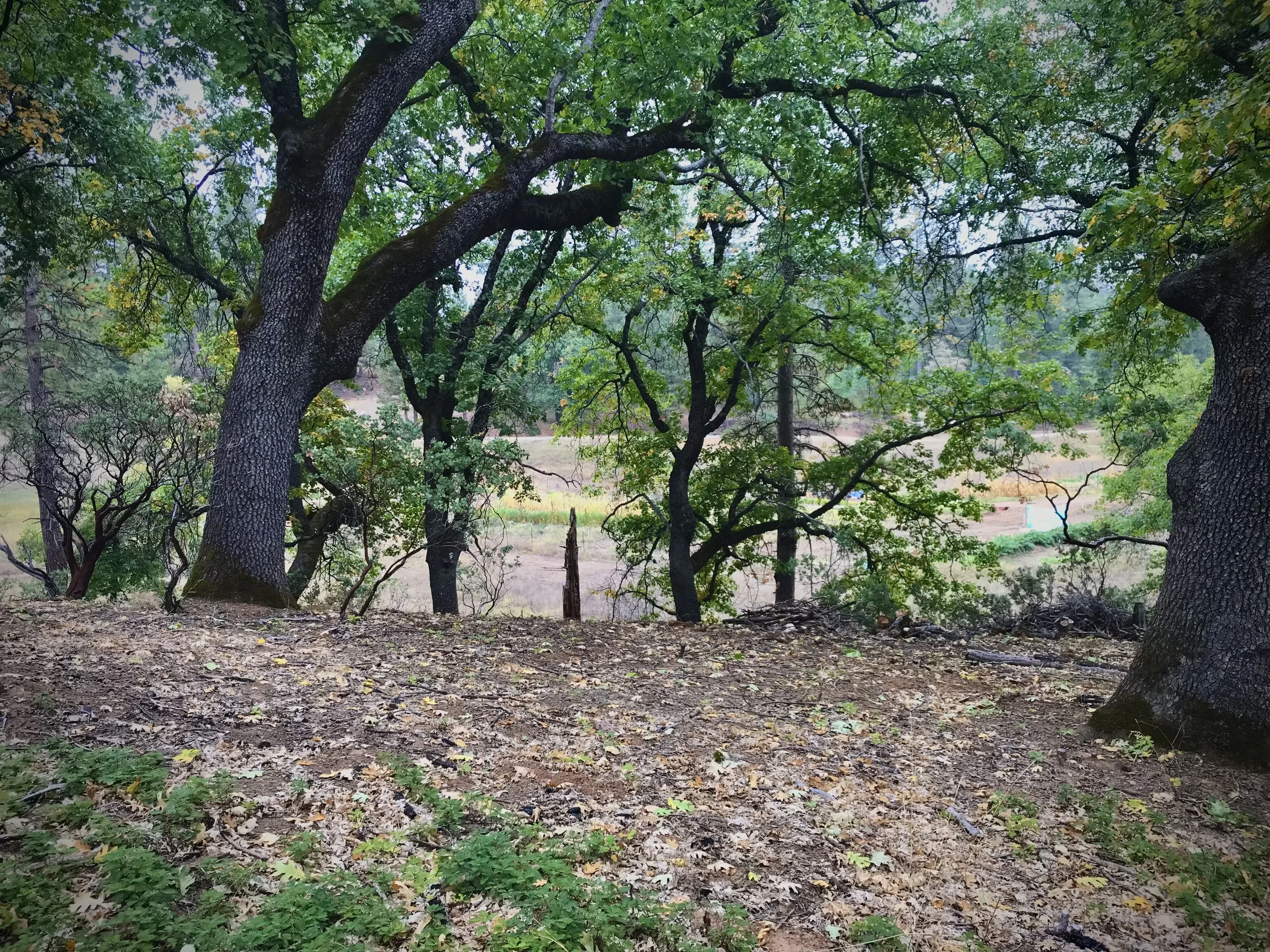 A forest scene with multiple trees, green leaves, and a dirt ground covered with fallen leaves.