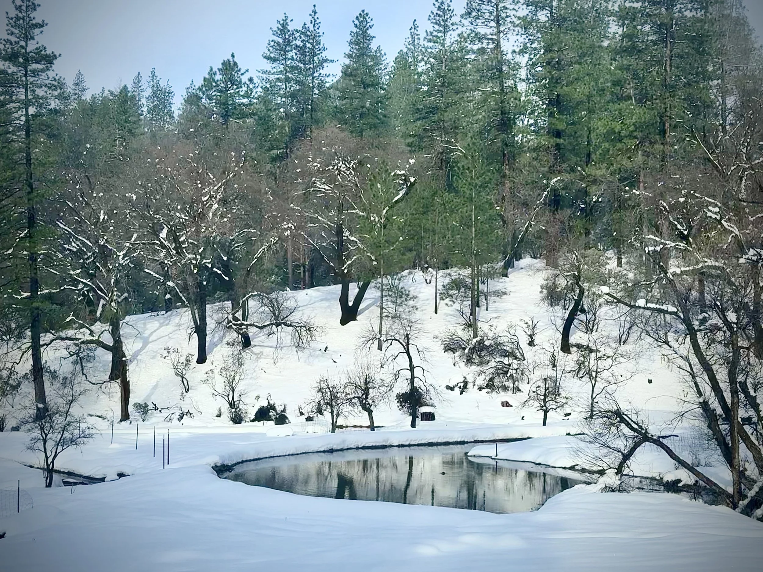 Snow-covered landscape with trees and a small pond in the foreground.