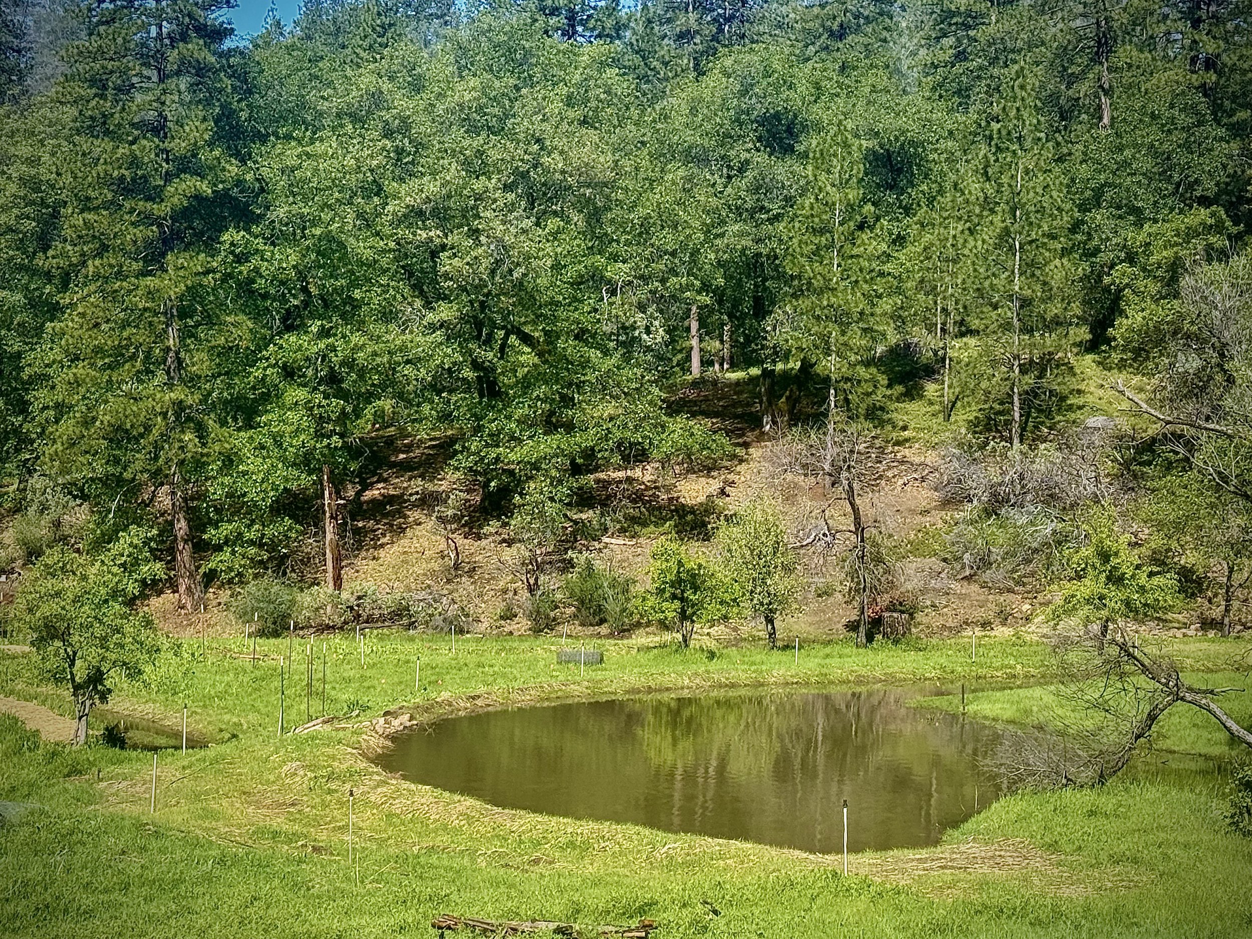 A pond surrounded by green grass and trees on a forested hillside.