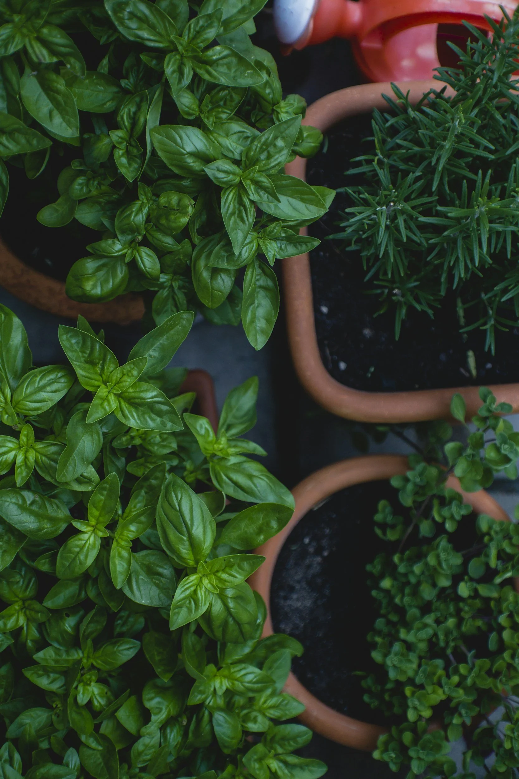 Several potted plants with green leaves in black soil, arranged on a surface.