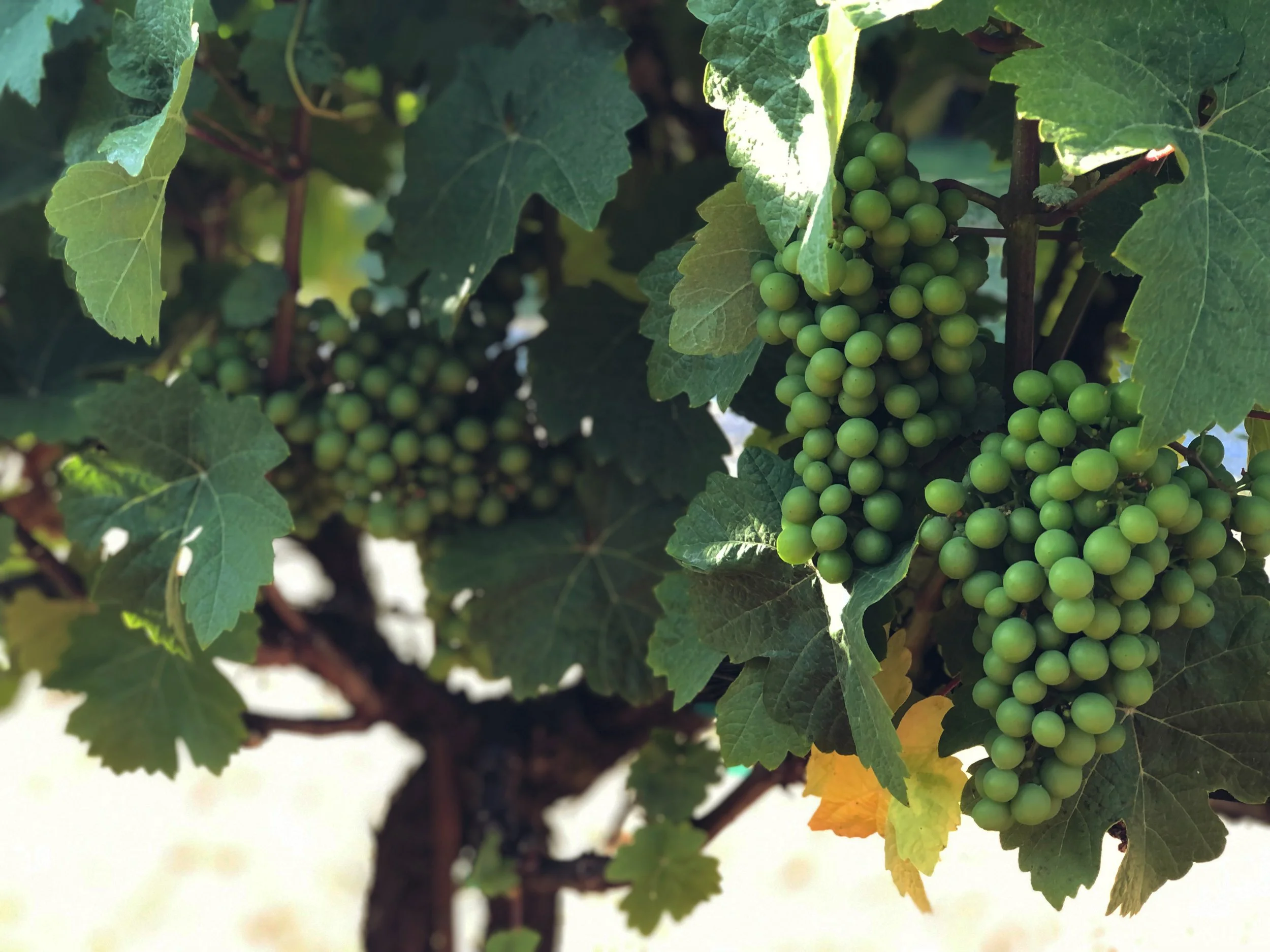 Brooks Creek - The Winery (26).jpg