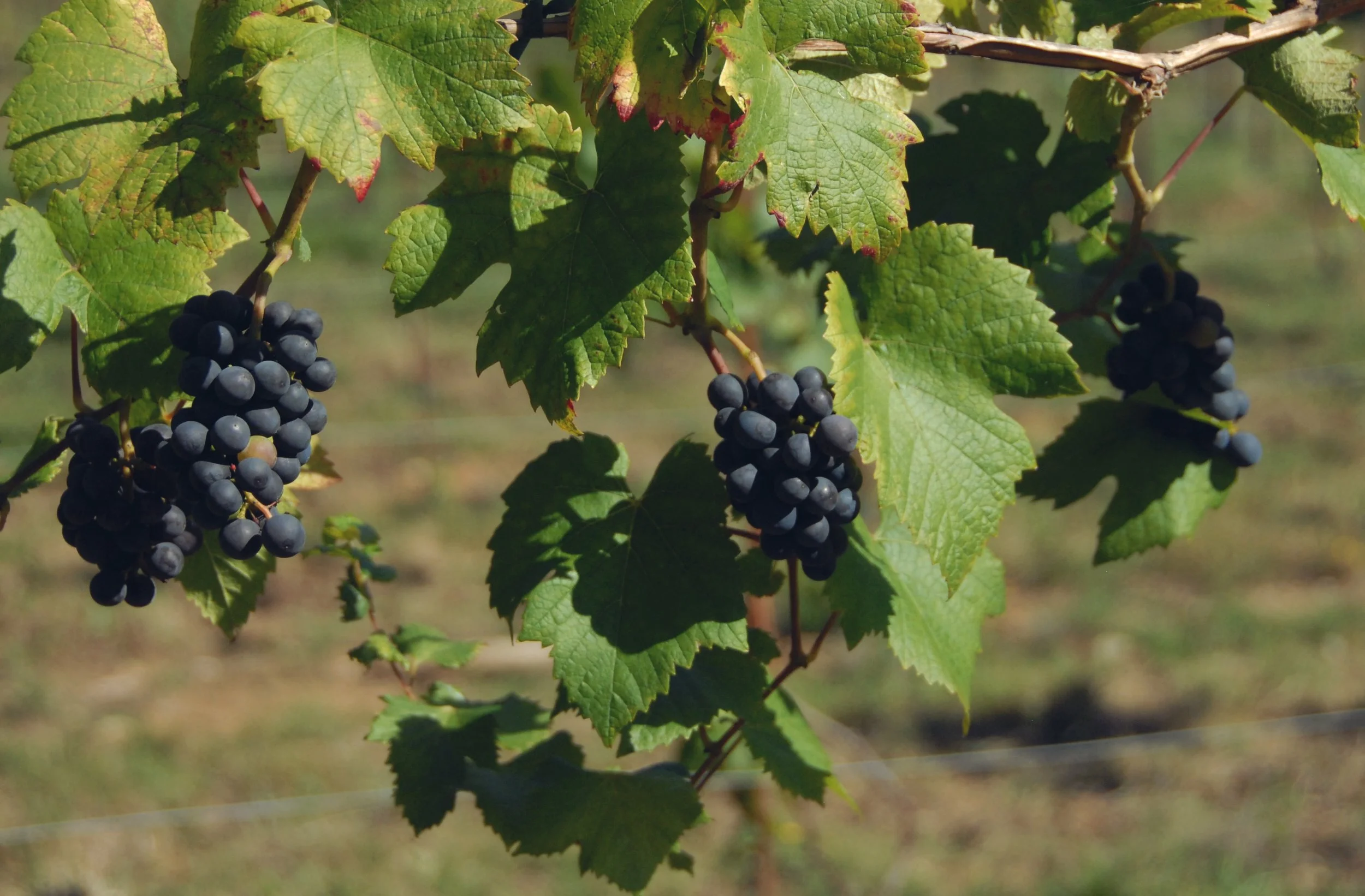 Brooks Creek - The Winery (23).jpg