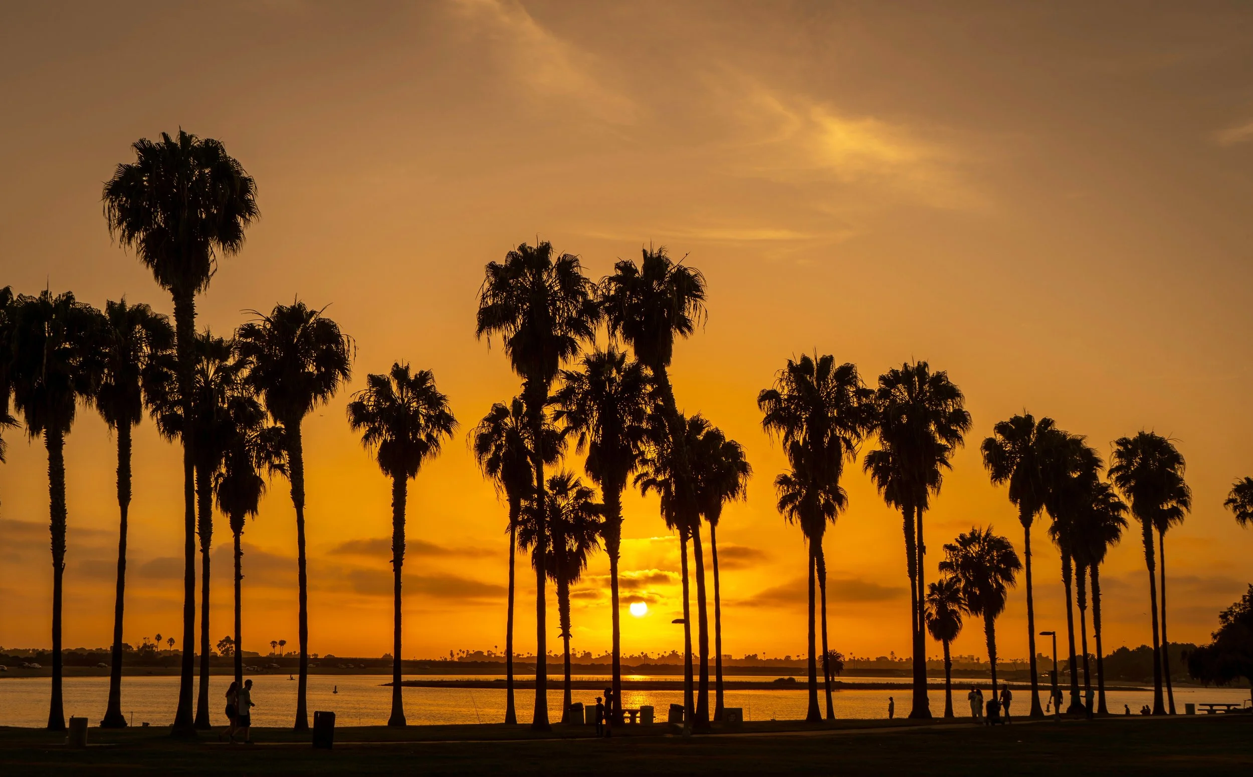 Palm trees at sunset along the San Diego County coast