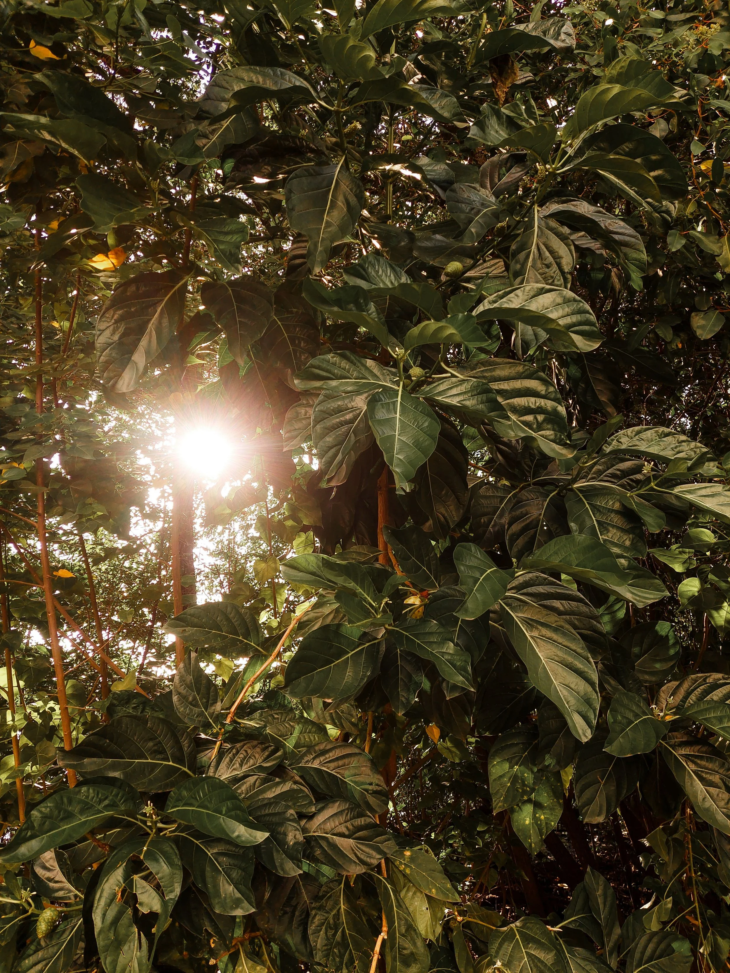 Sunlight filtering through trees representing healing and processing in EMDR therapy