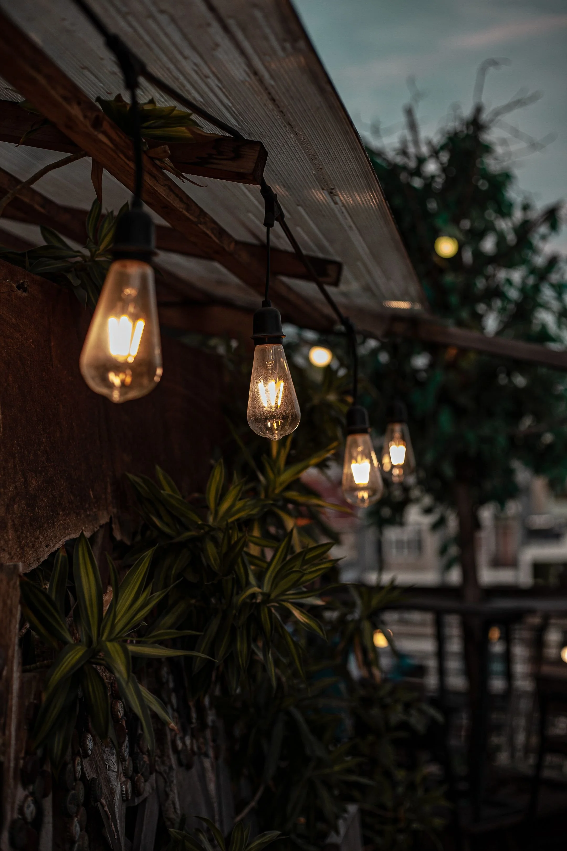 Warm hanging lights surrounded by greenery in an outdoor setting