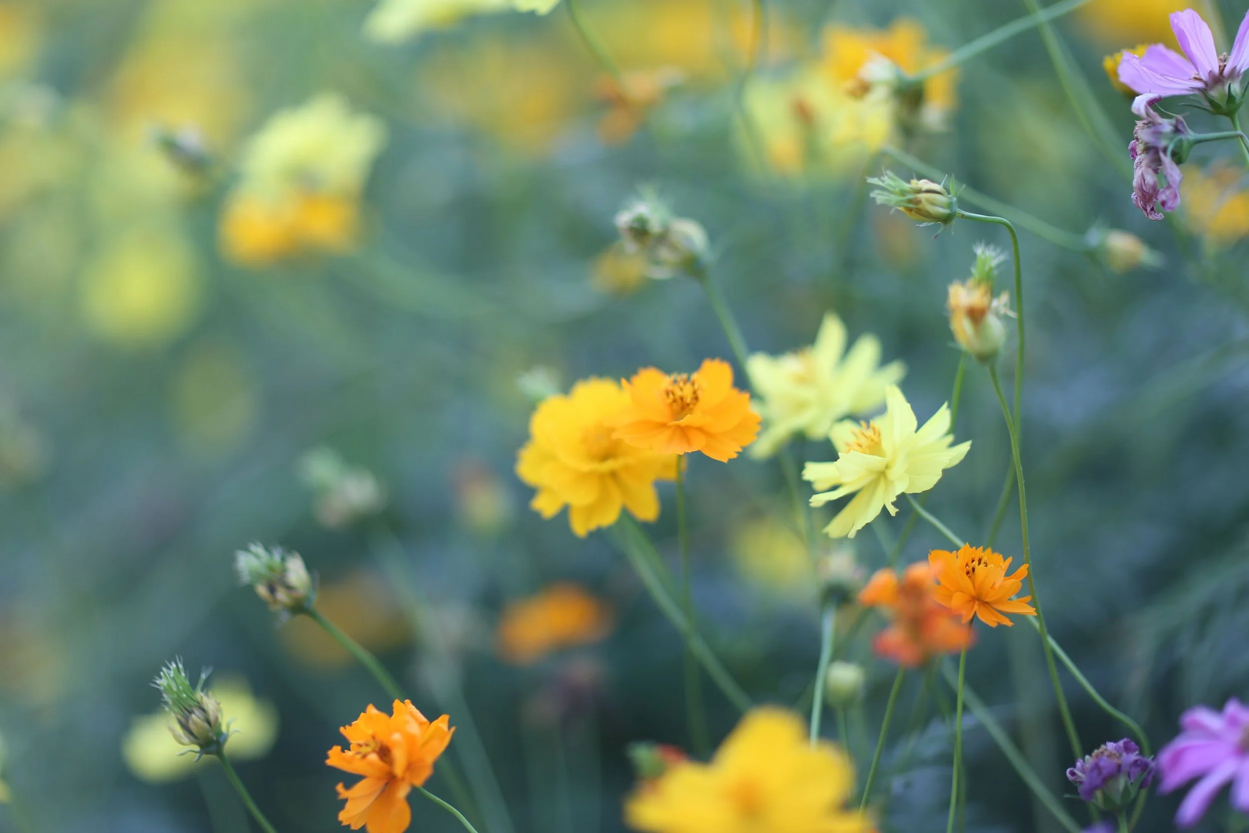 Yellow wildflowers in a peaceful natural setting