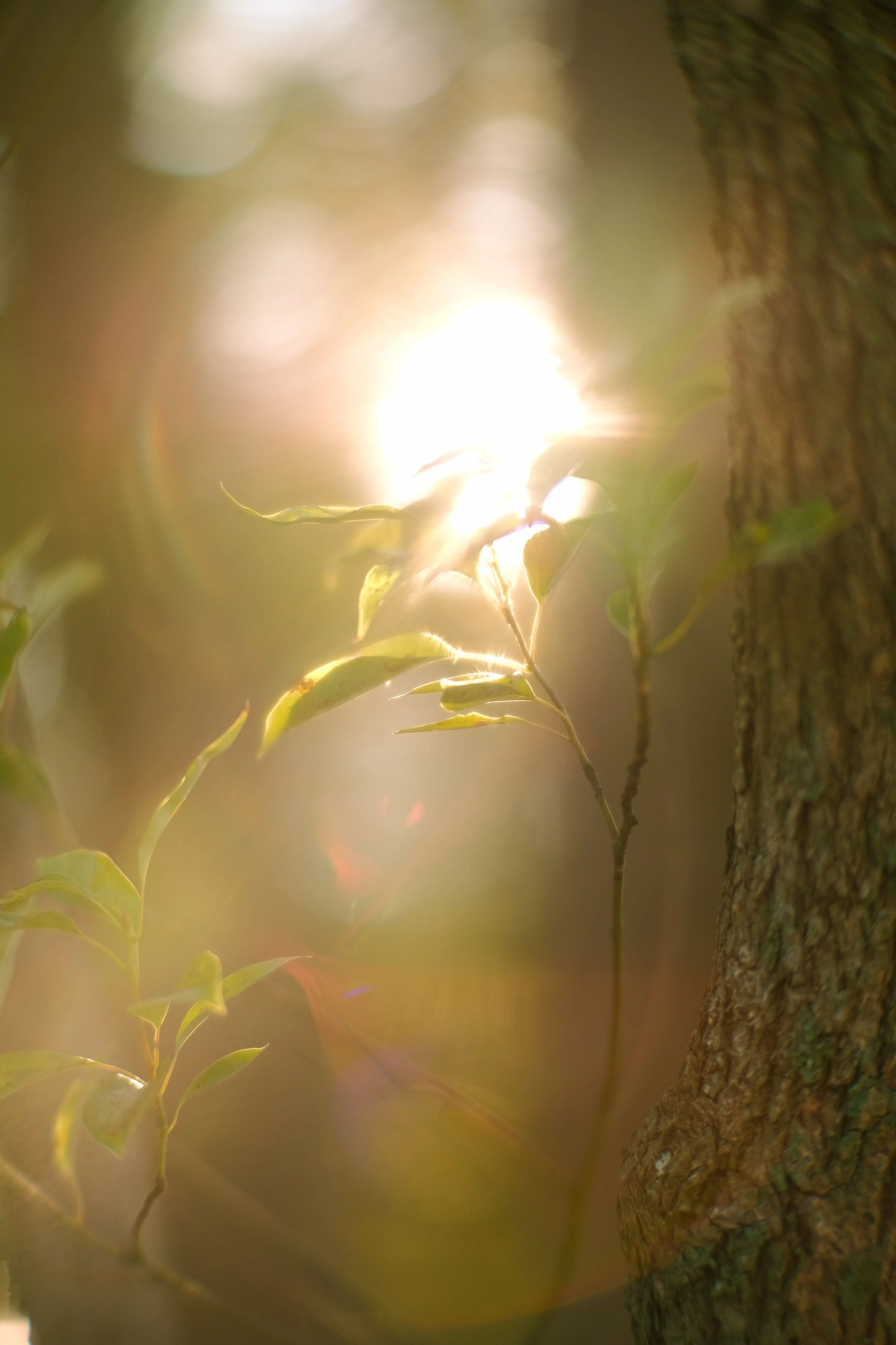 Sunlight through forest trees on an EMDR therapy page