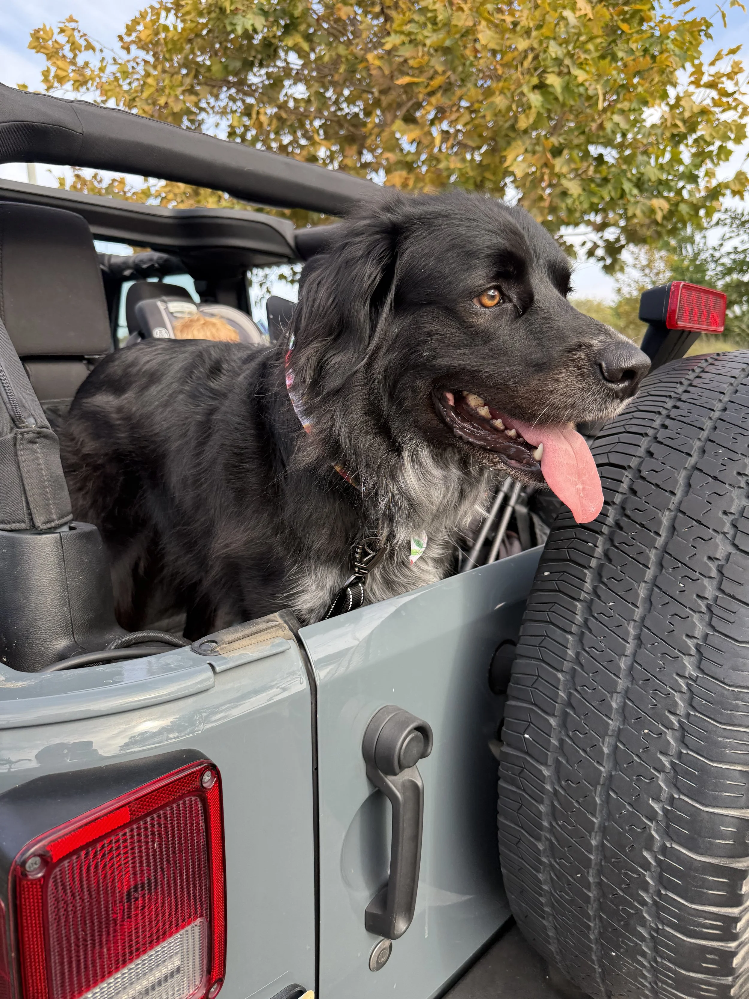 Dog riding in the back of a Jeep during an outdoor adventure
