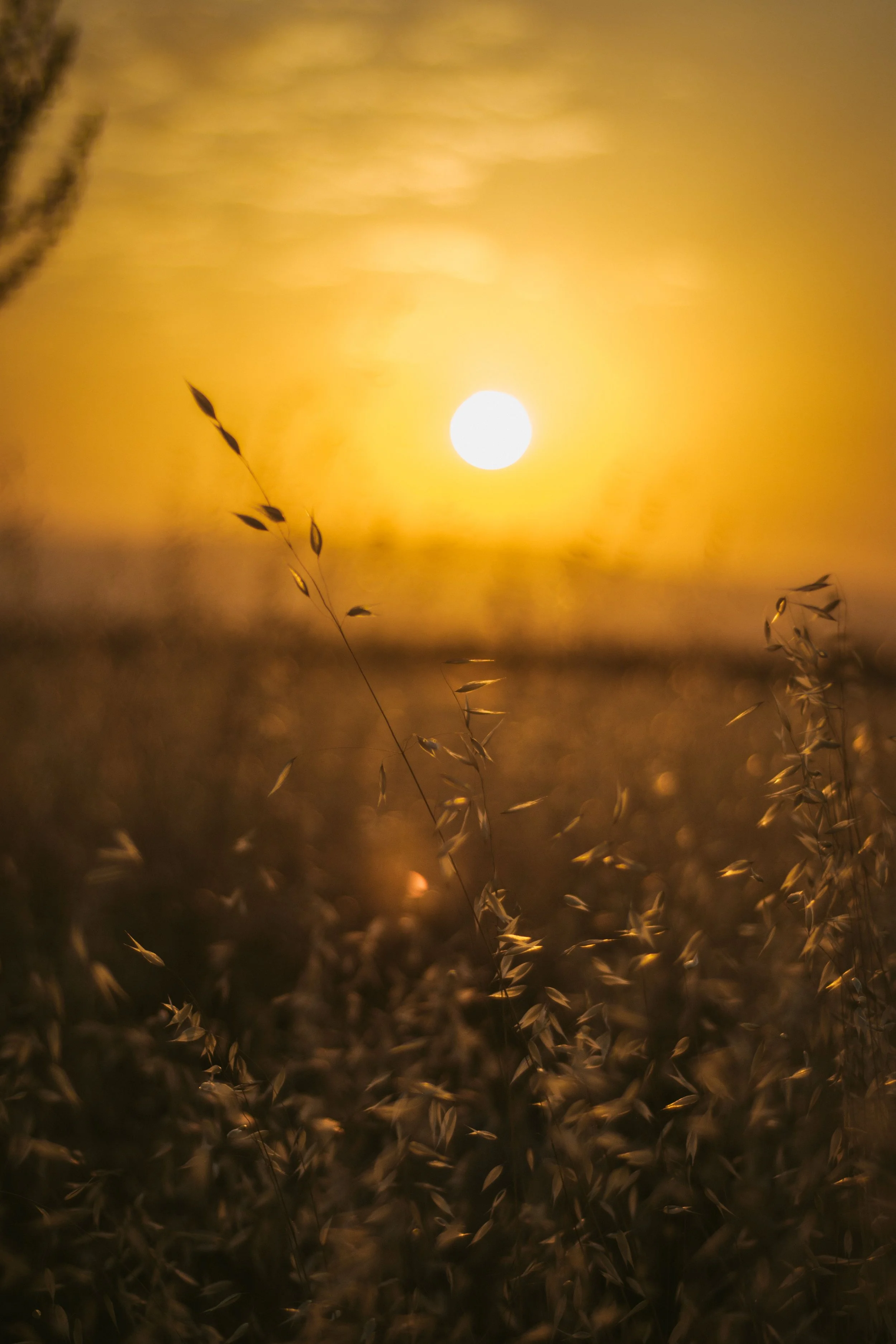 Golden sunset over a quiet field representing calm and relief from anxiety