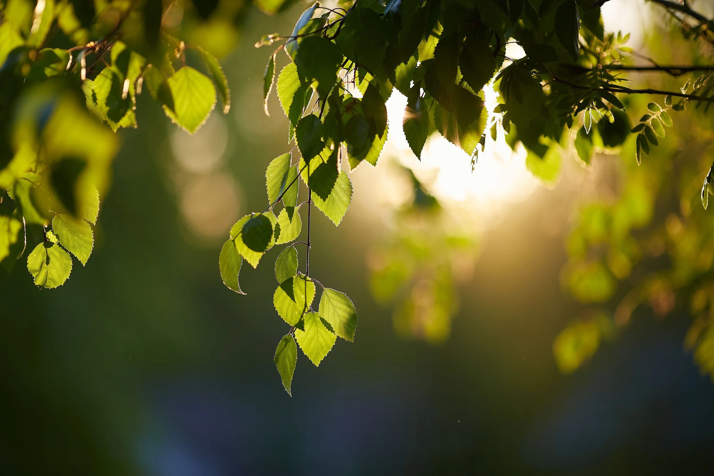 Sunlight filtering through green leaves representing growth and recovery from trauma