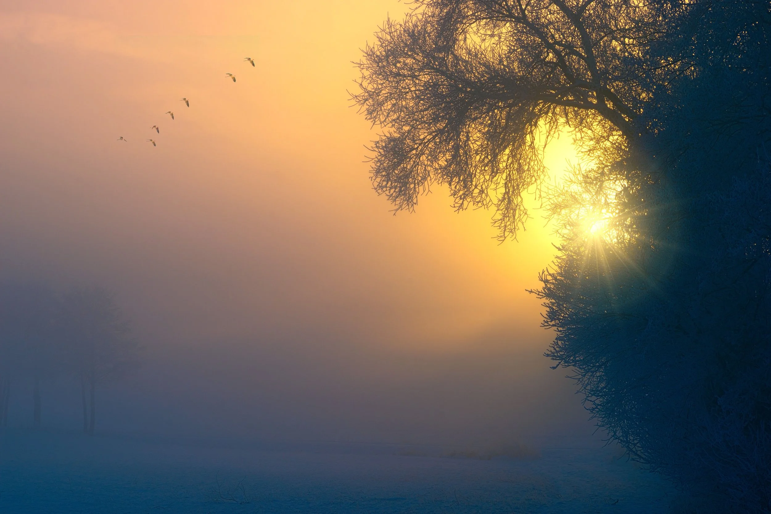 Sunlight breaking through a moody sky behind a tree with birds in flight