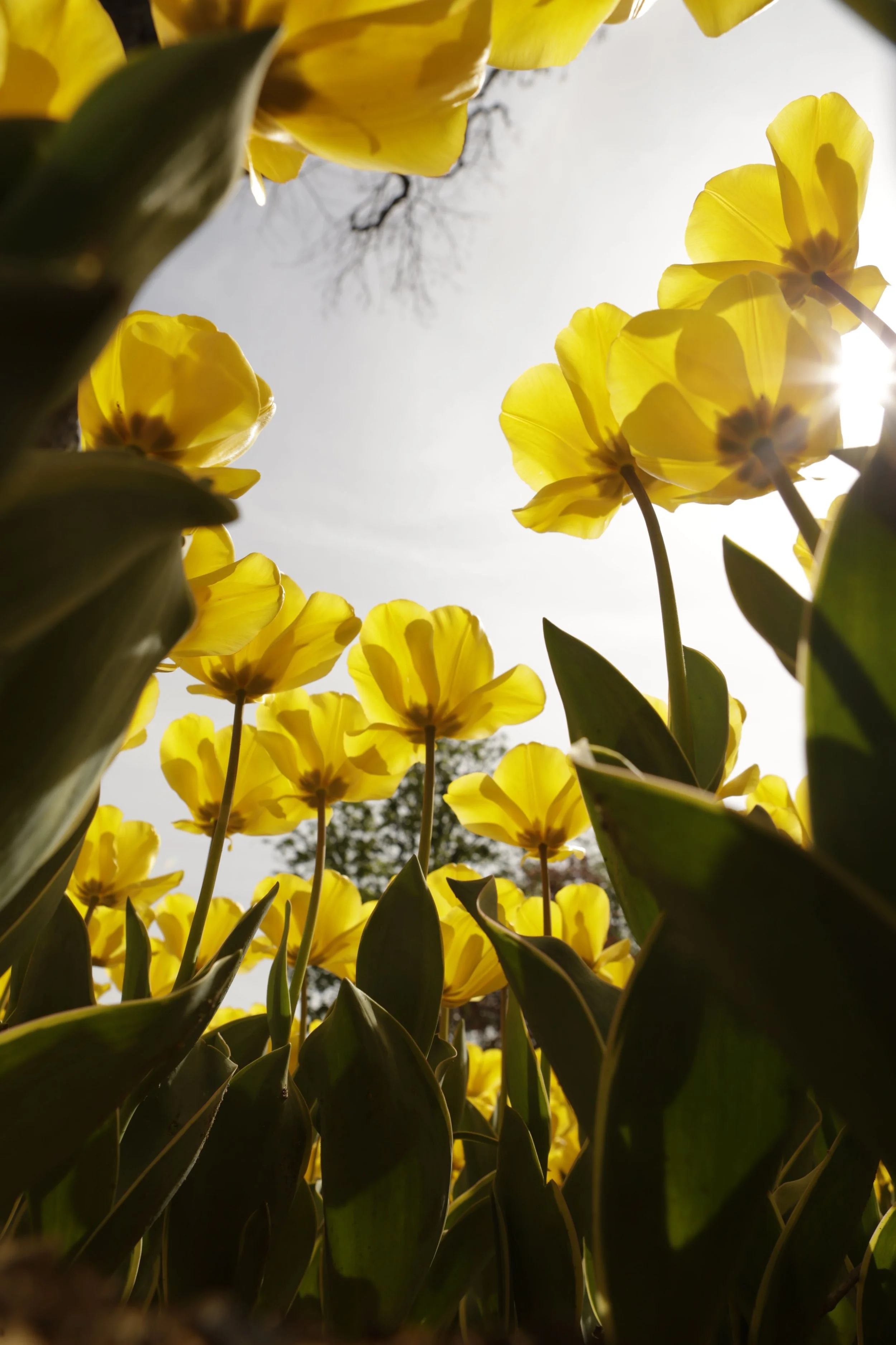 Yellow flowers reaching toward the sunlight