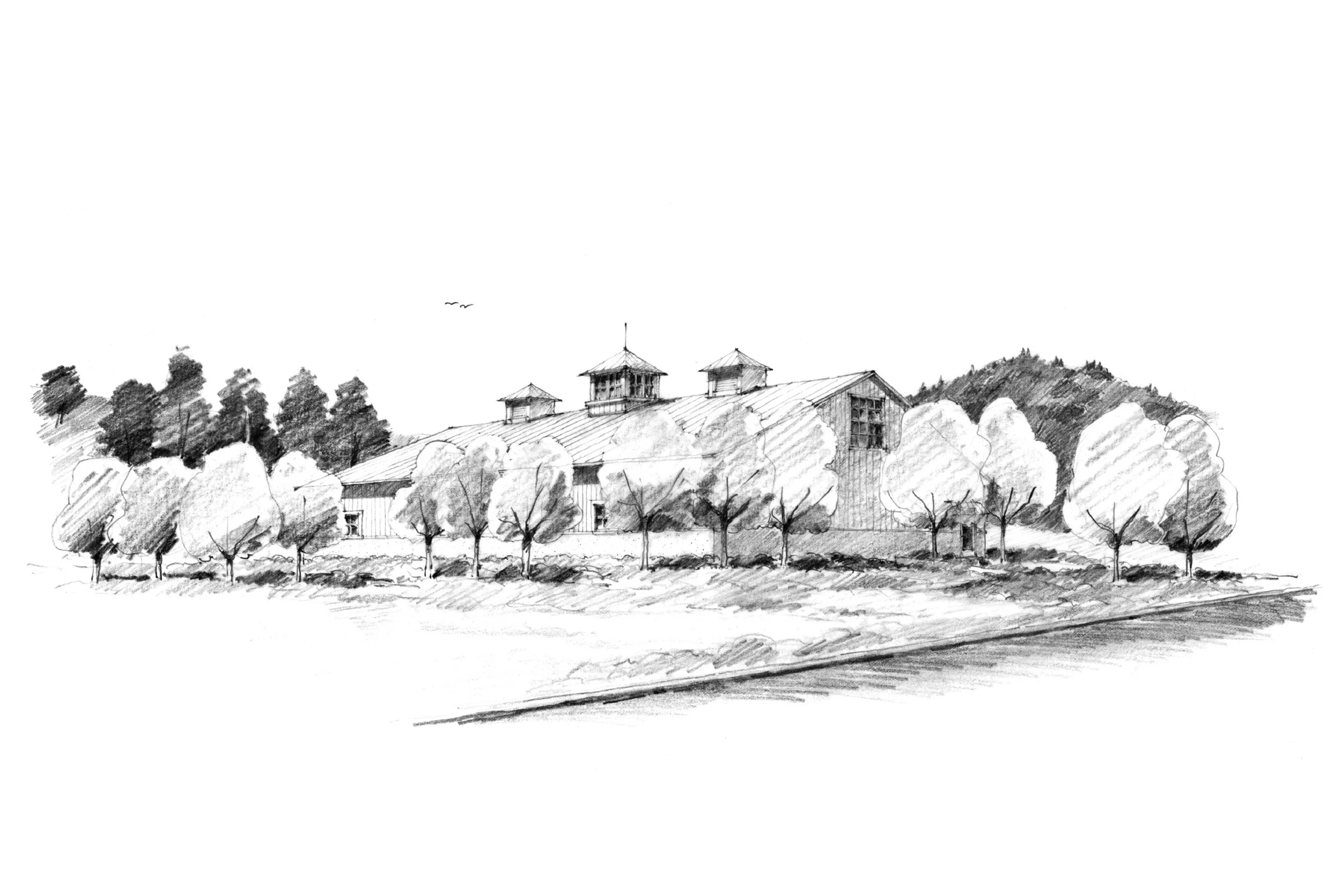 A sketch showing the design for Peay Vineyards by Tom Taylor.