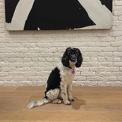 A black and white dog sitting on a wooden floor in front of a white brick wall with abstract black and white artwork hanging above.