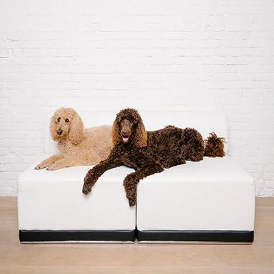 Two poodles, one cream-colored and one brown, lying on a white sofa against a white brick wall.