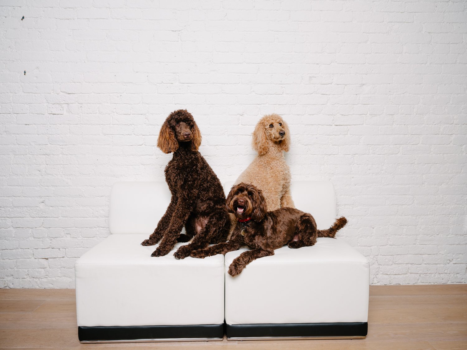 Three poodles in different shades of brown sitting on a white couch against a white brick wall.