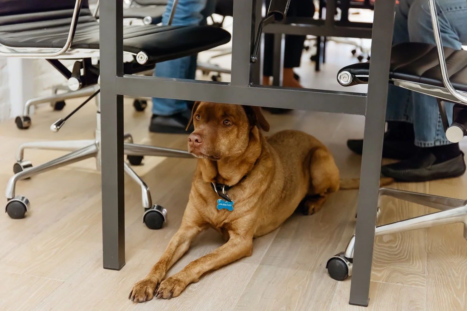 A brown dog lying under a table in an office or classroom setting, surrounded by chairs and people.