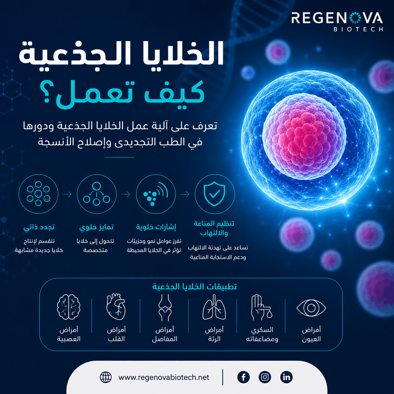 الخلايا الجذعية: كيف تعمل وما دورها في الطب التجديدي؟