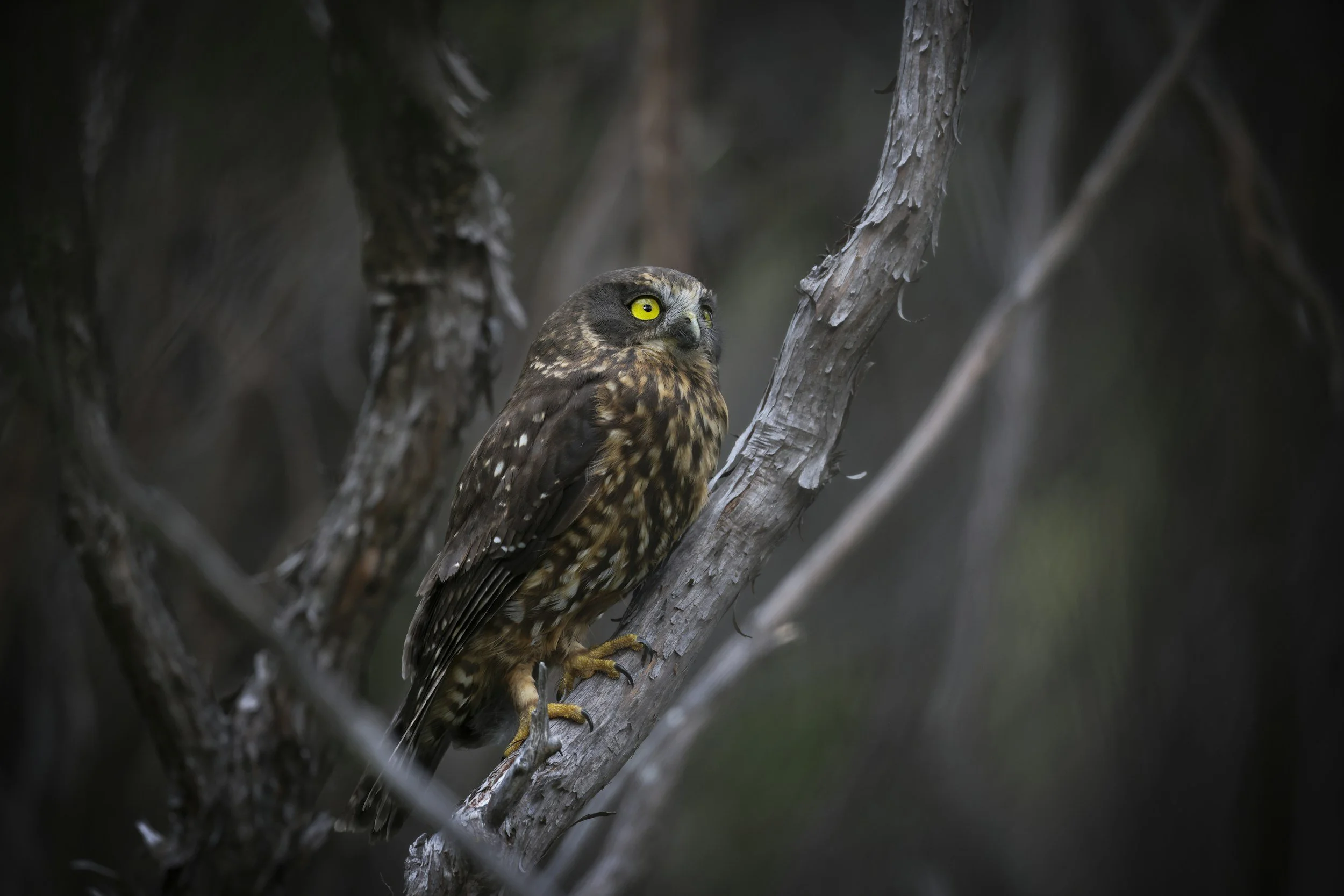New Zealand Native Owl Pest Control Dunedin and Mosgiel