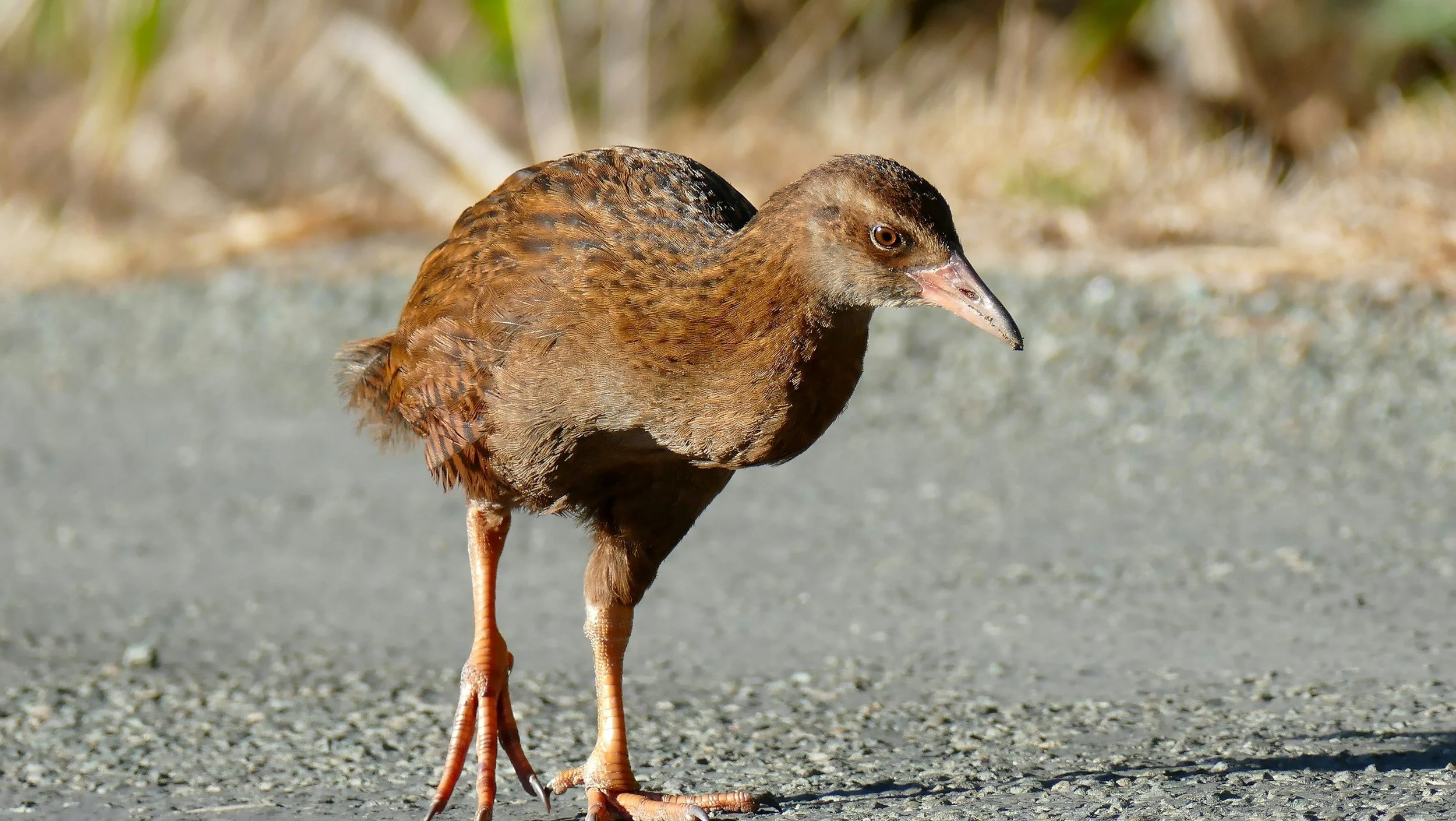 New Zealand Weka Bird - Pest Control Dunedin and Mosgiel