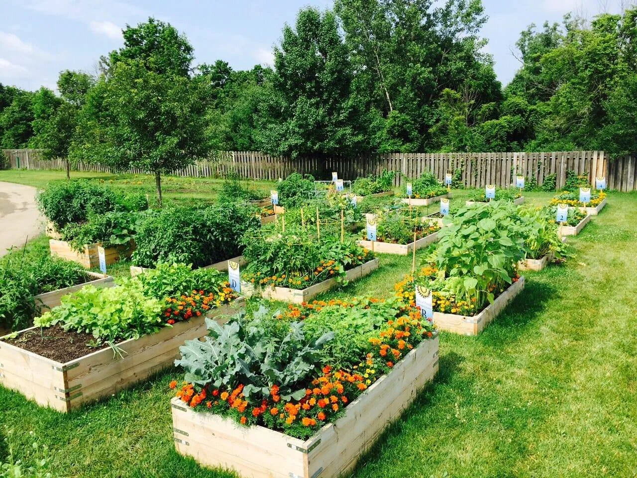 Community garden.jpg