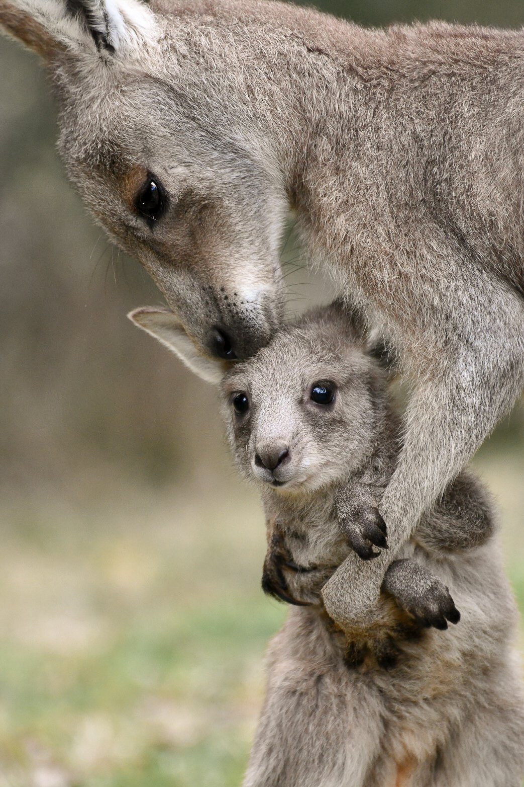 An Eastern Grey Kangaroo joey being held gently by an adult kangaroo, showing close-up face and soft fur.