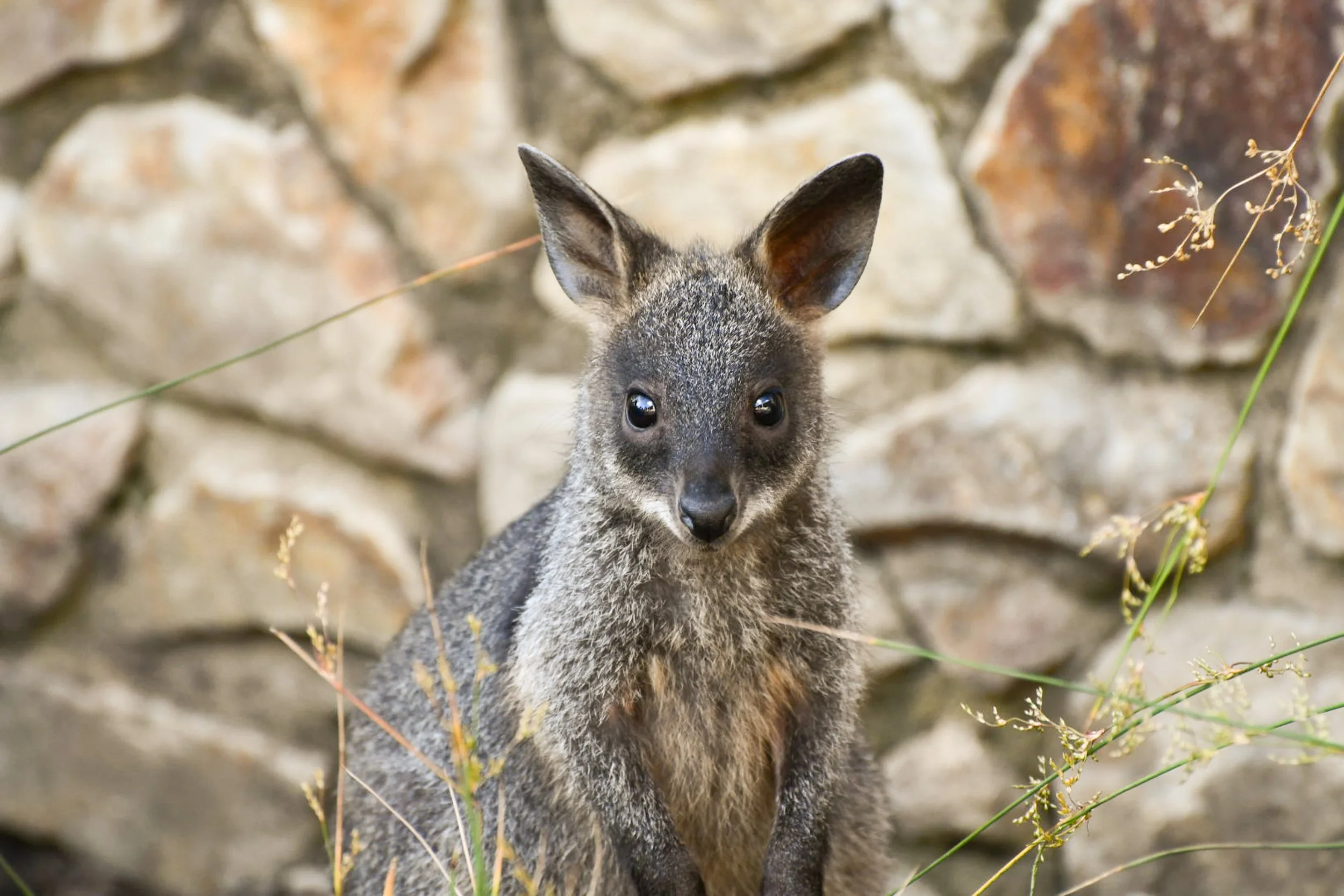 Young Swamp Wallaby joey with gray and brown fur standing among dry grass and rocks, facing the camera.