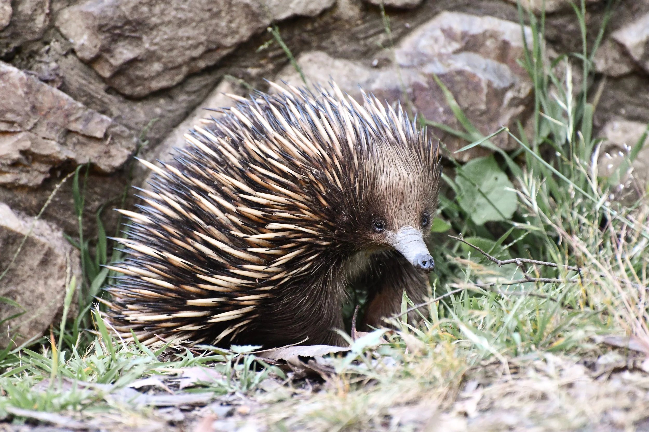 An Echidna on the ground near a rocky wall, with grass and small plants around.
