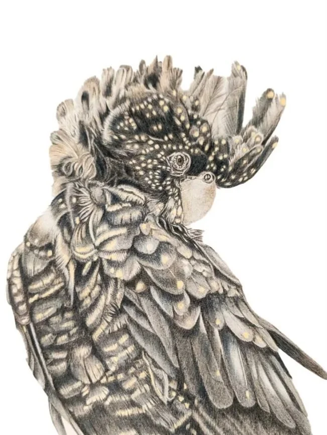 A detailed pencil drawing of a black cockatoo with intricately patterned feathers, blending with a butterfly on its head and surrounding foliage.