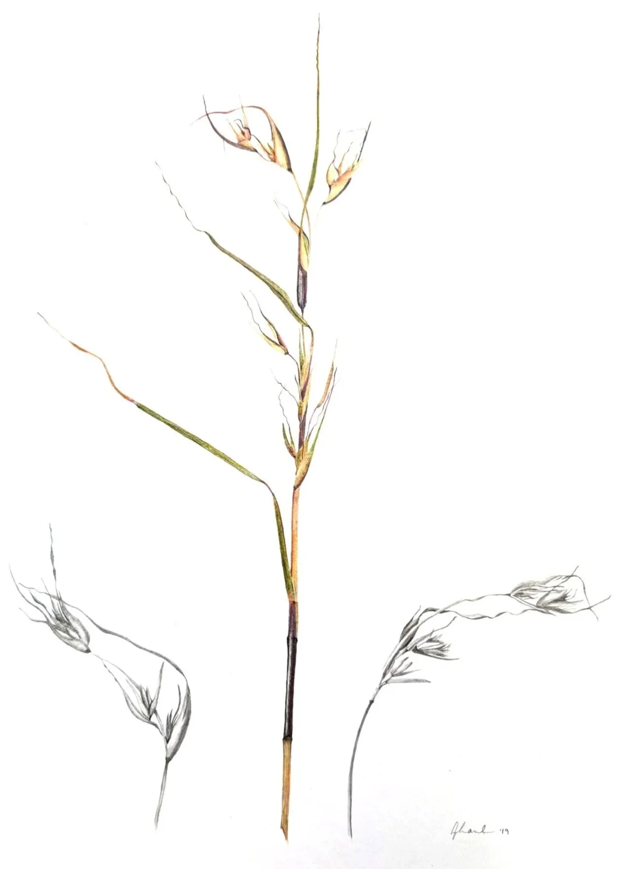 A botanical illustration of a tall, Wallaby Grass with elongated leaves and small flowers or buds along its stem, drawn with fine lines and soft coloring.