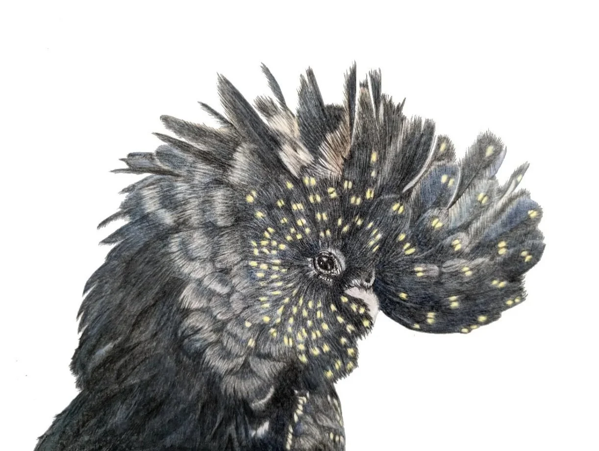 A detailed illustration of a Yellow Tail Black Cockatoo, with intricate feather patterns including yellowish spots, shown in a side profile with the head slightly turned.