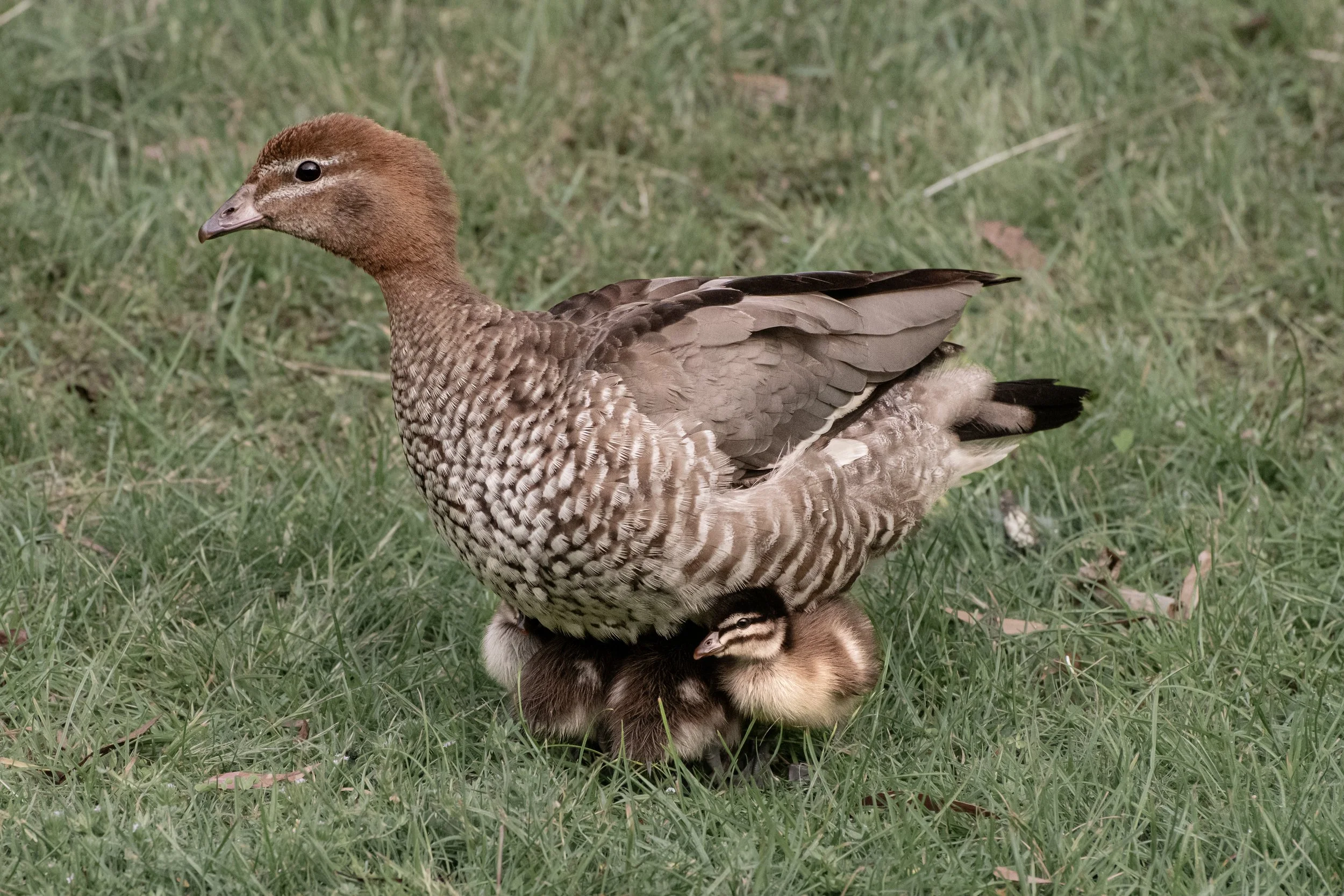 An Australian Wood Duck standing on grass with ducklings underneath its body.