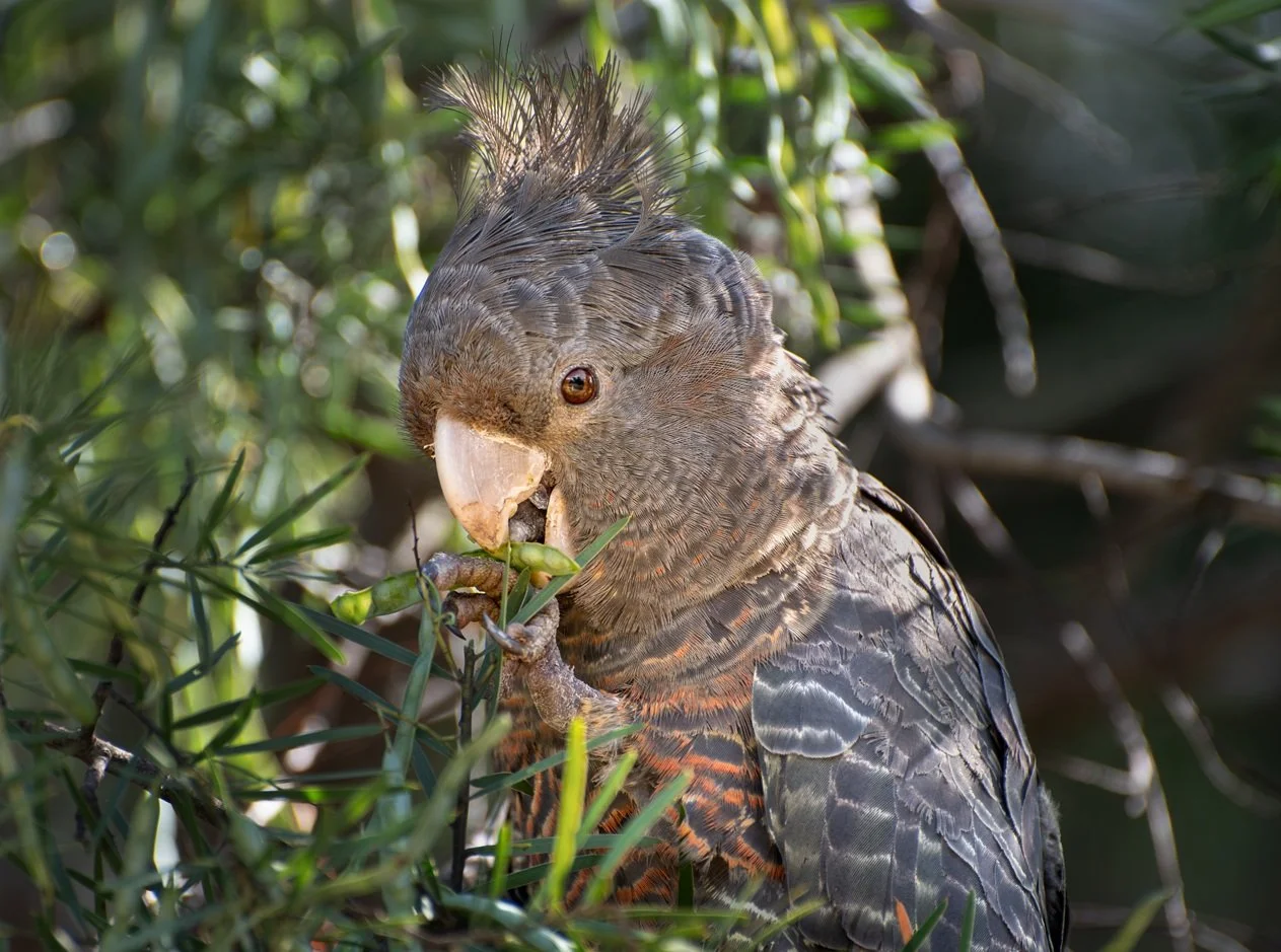 A female Gang Gang cockatoo eating acacia seeds