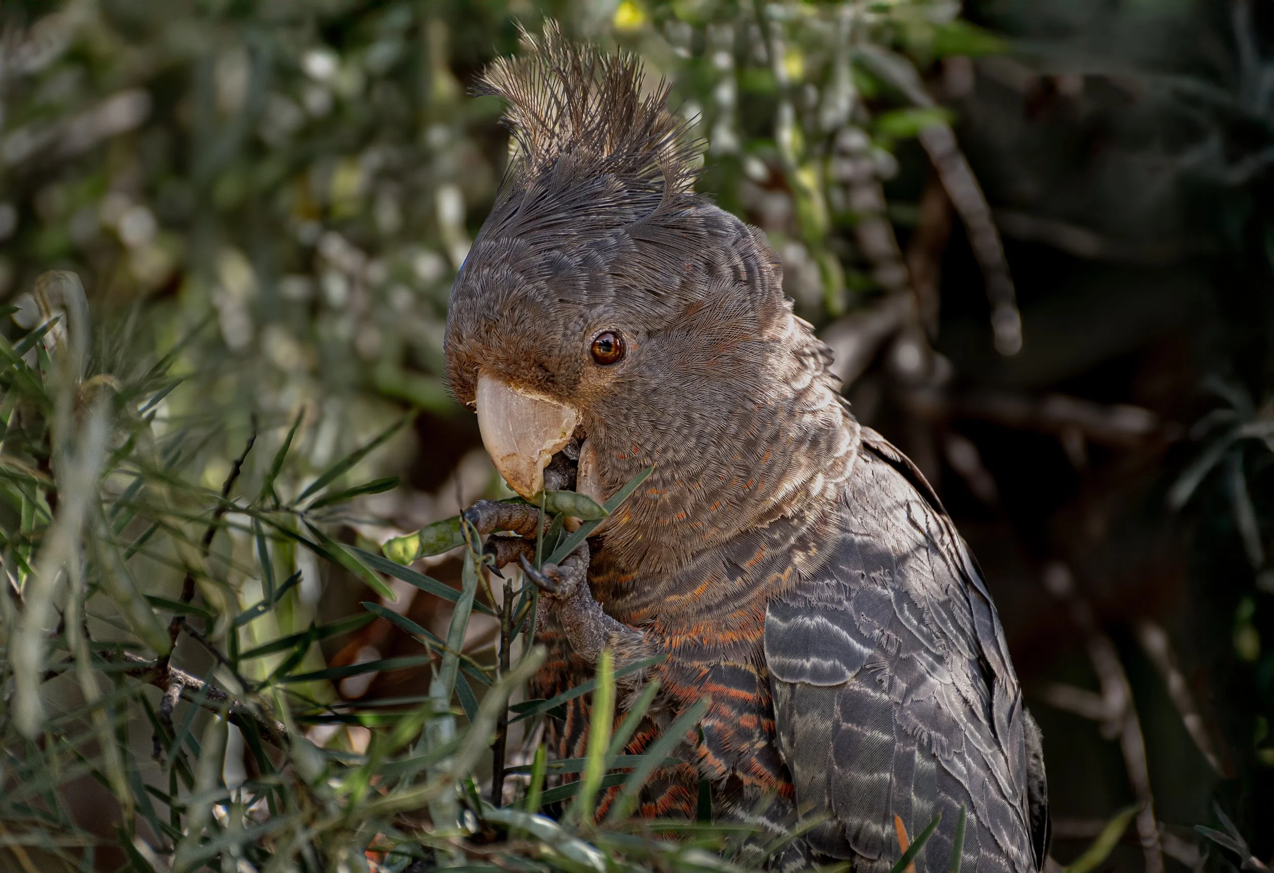 A Gang Gang Cockatoo perched on a branch in a natural setting, eating Acacia seed, with green foliage in the background.