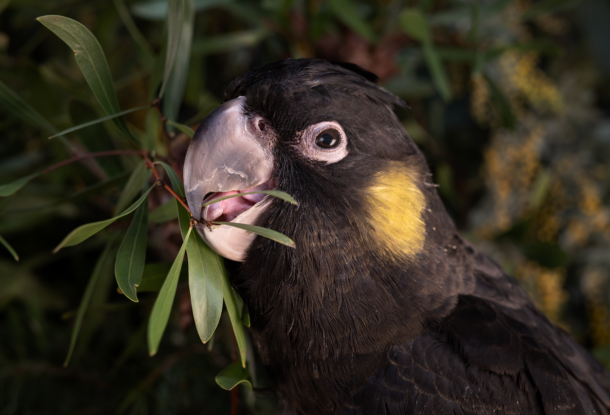 Close-up of a Yellow Tailed Black Cockatoo chewing on Hakea leaves.