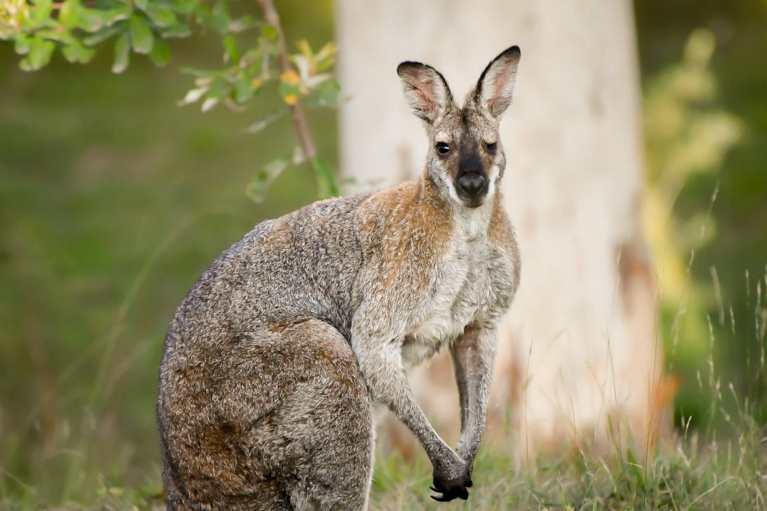 A senior Red Necked Wallaby in a natural outdoor setting.