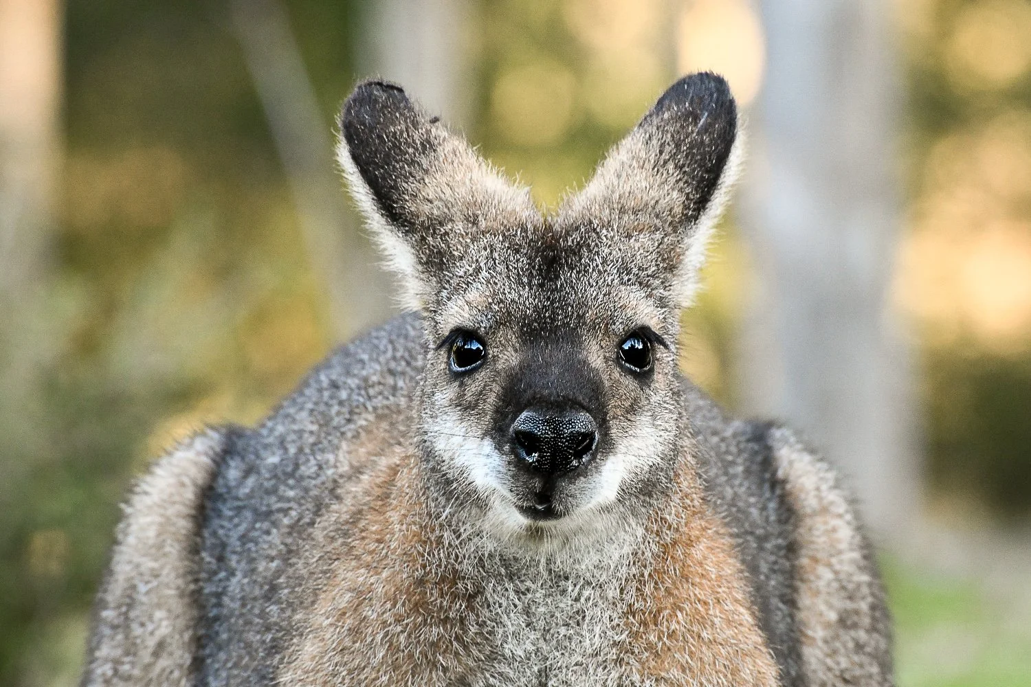 Close-up of a Red Necked Wallaby staring intently, in a natural outdoor setting.