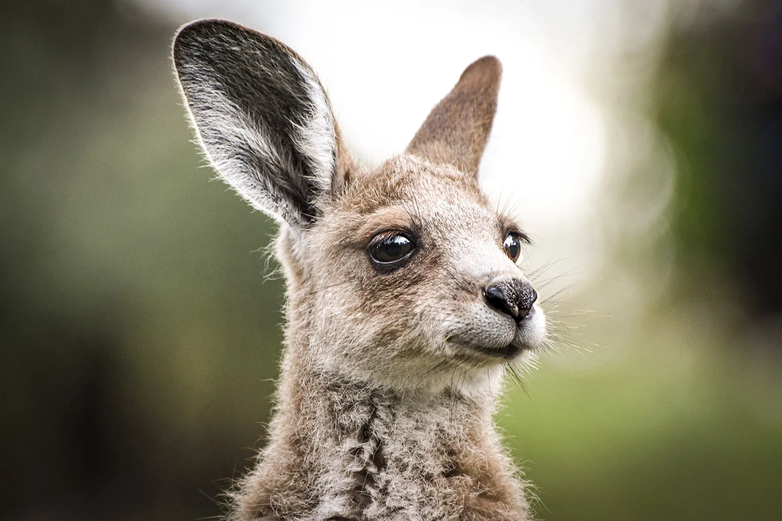 TeangiChambers_The_Natural_World_EGKangaroo_Joey.jpg