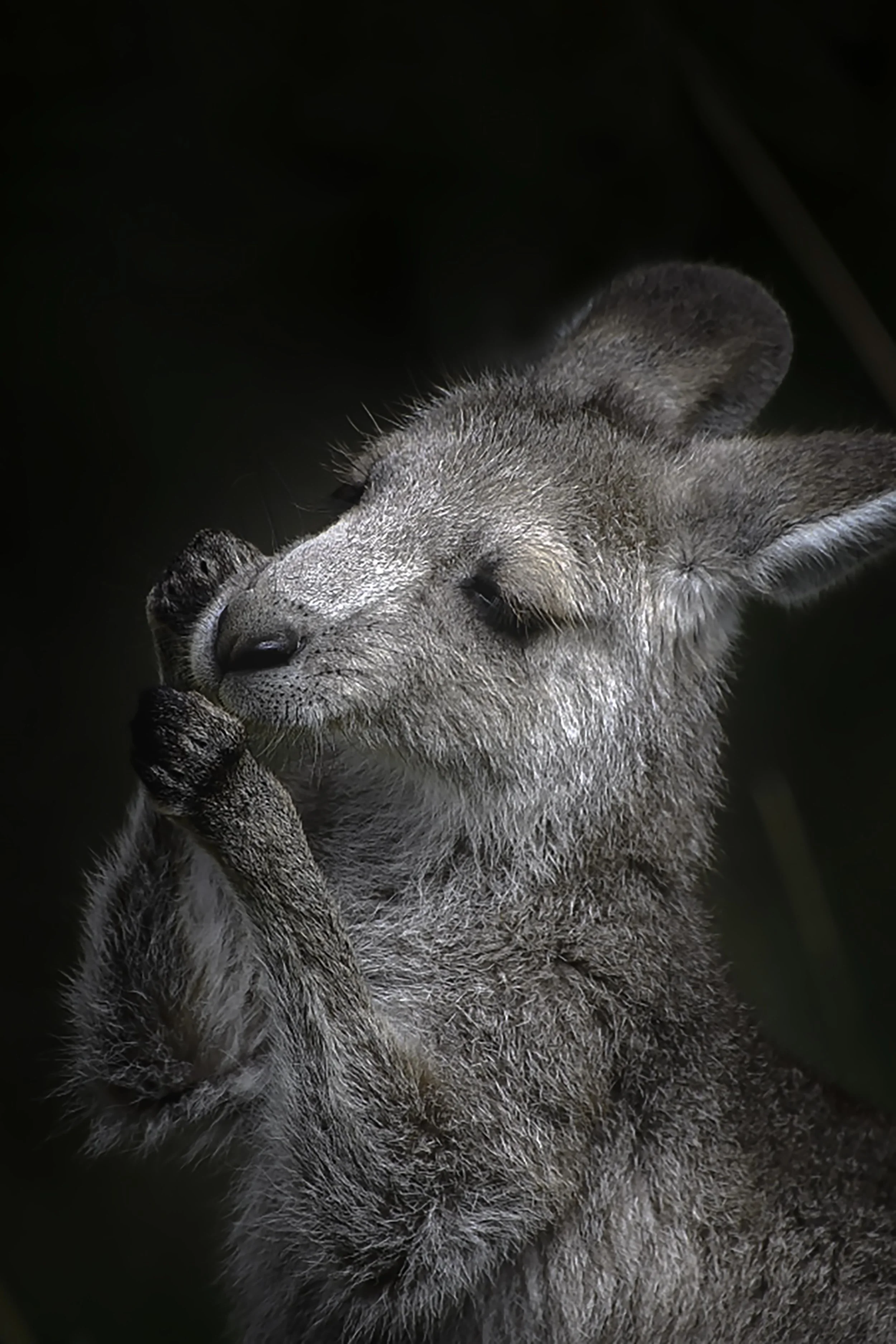 Black and white portrait of an Eastern Grey Kangaroo with its paws resting near its nose