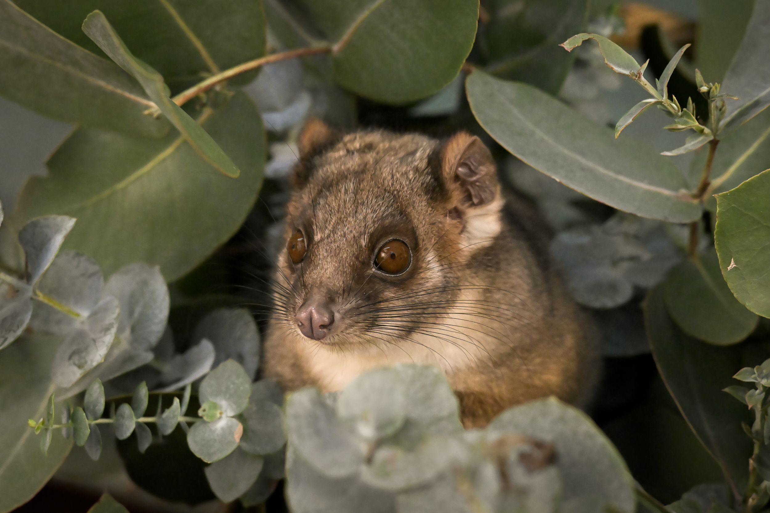 Ringtail Possum resting among the leaves of a eucalypt