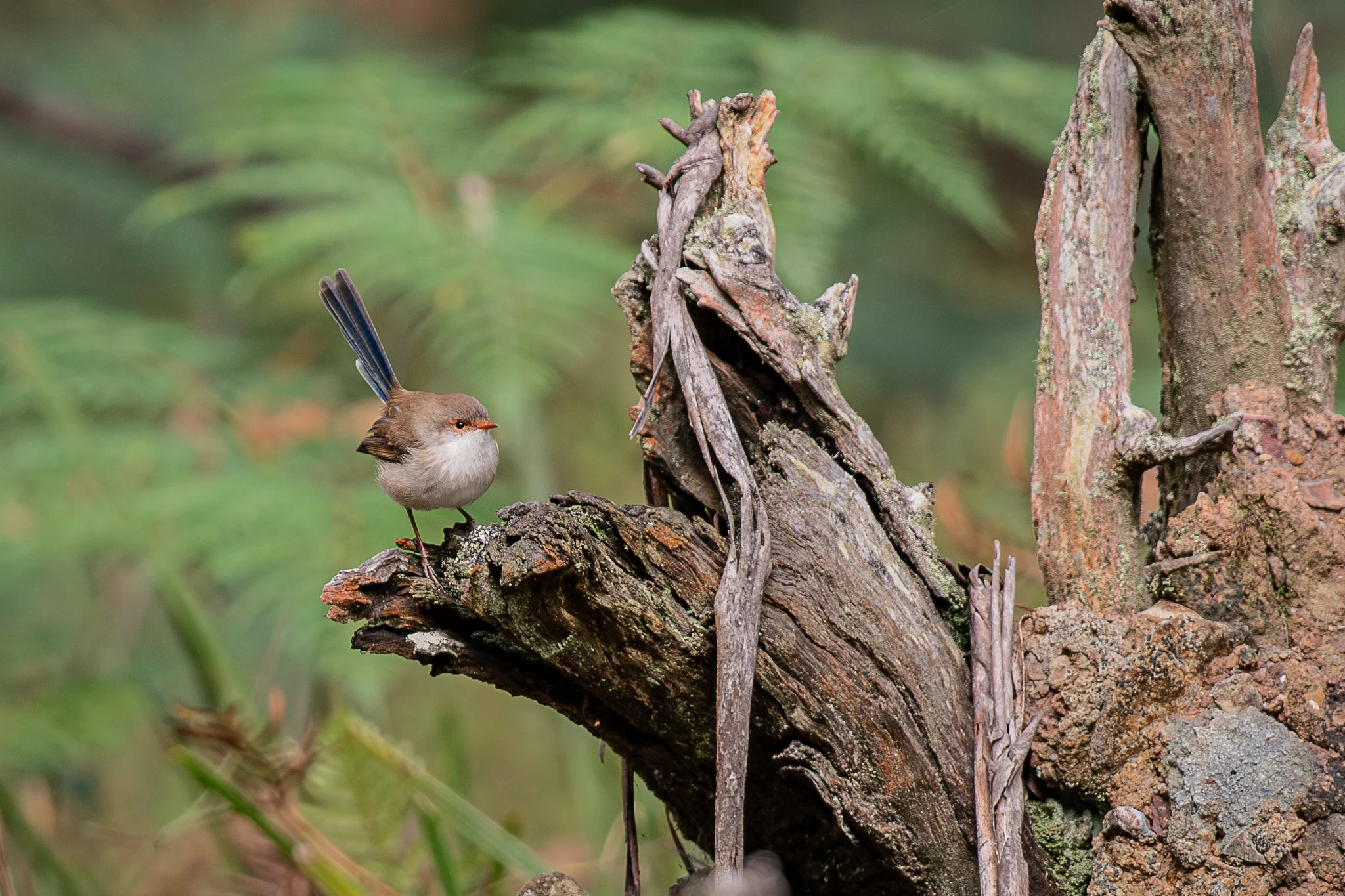 A small bird with brown and blue feathers perched on a moss-covered tree branch near a birdhouse made of natural wood and bark.