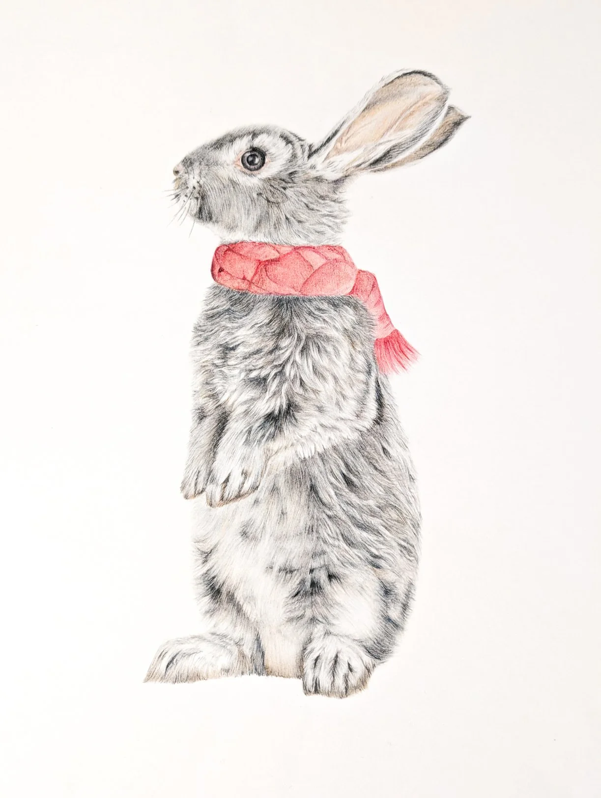 Illustration of a standing rabbit with gray fur, wearing a red scarf, facing left.