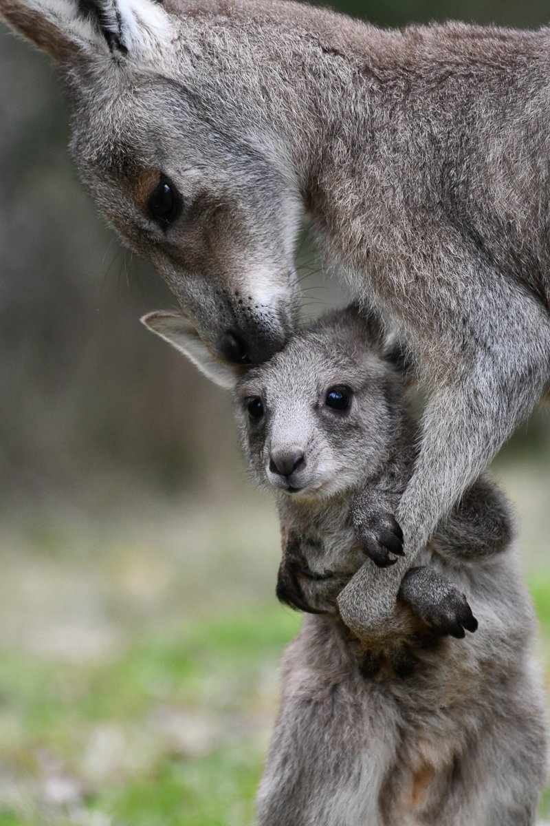 A close-up of a mother kangaroo with her joey, both with gray fur, with the mother gently touching her joey.