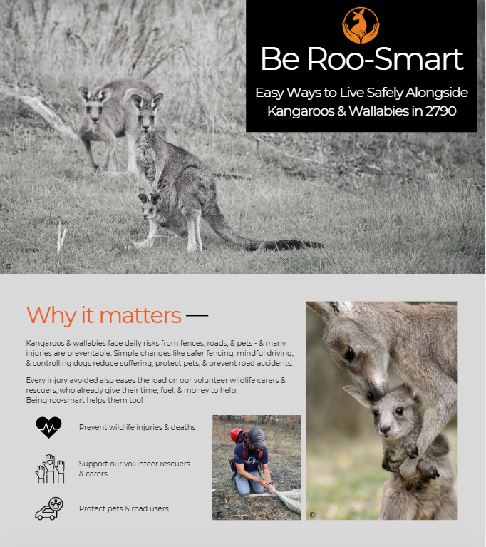 Be Roo Smart wildlife awareness website homepage created for World Kangaroo Day, providing information about living alongside kangaroos