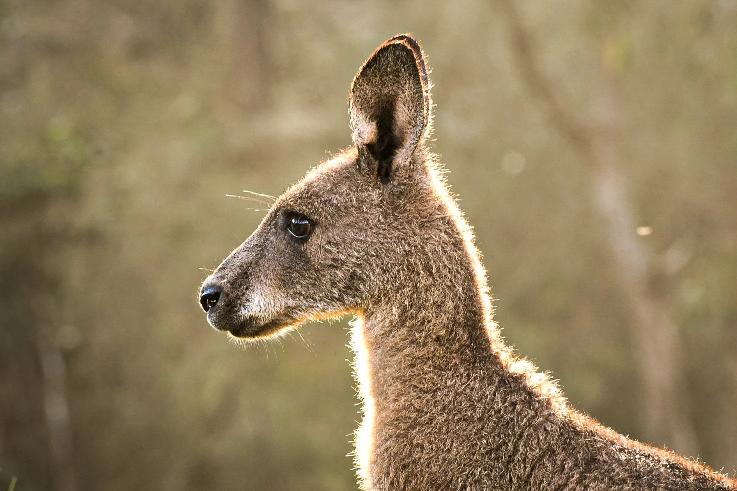 Side profile of a young kangaroo with grey fur and large ears, outdoors in natural light.